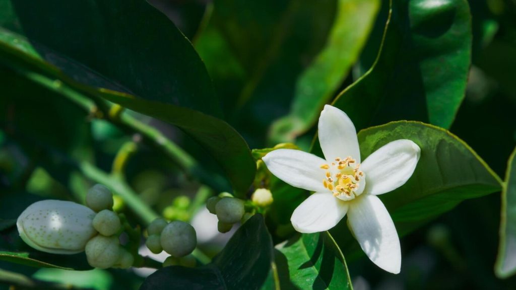 Neroli Oil flower